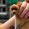 Groomer giving unique styled cut to a dog's fur for personalised look