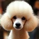 Well-groomed Poodle with a perfectly clipped breed haircut