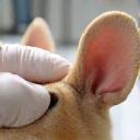 Pet ear being cleaned gently to ensure hygiene