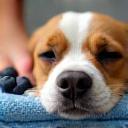 Pet dog enjoying a spa facial with blueberries and gentle massage