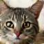 Daisy the tabby cat relaxed post-grooming