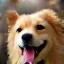 Siân's dog Milo with a playful expression after grooming